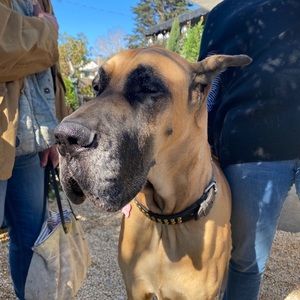 Meet your Posher, Grace